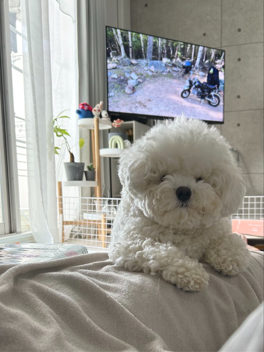pipszhoOoO's tweet photo. トリミング直前のもけもけかわいこちゃんです https://t.co/7BxXPdvakj