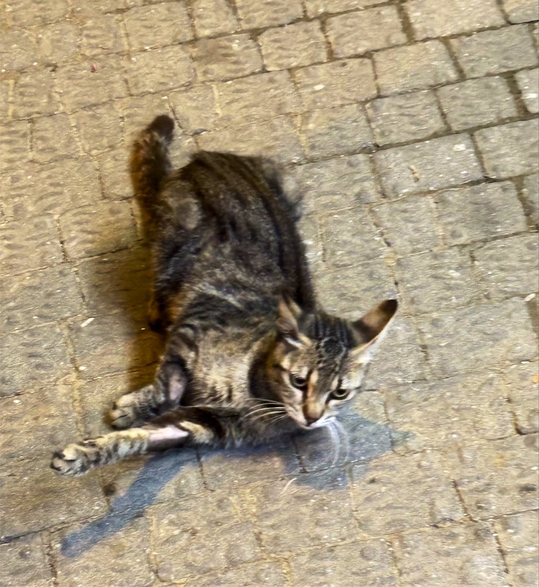 frknsvrn's tweet photo. Beni kötü anlatan olursa iyi dinleyin; ite nasıl it gibi davranılır öğrenmiş olursunuz. https://t.co/I0AlWbuZSA