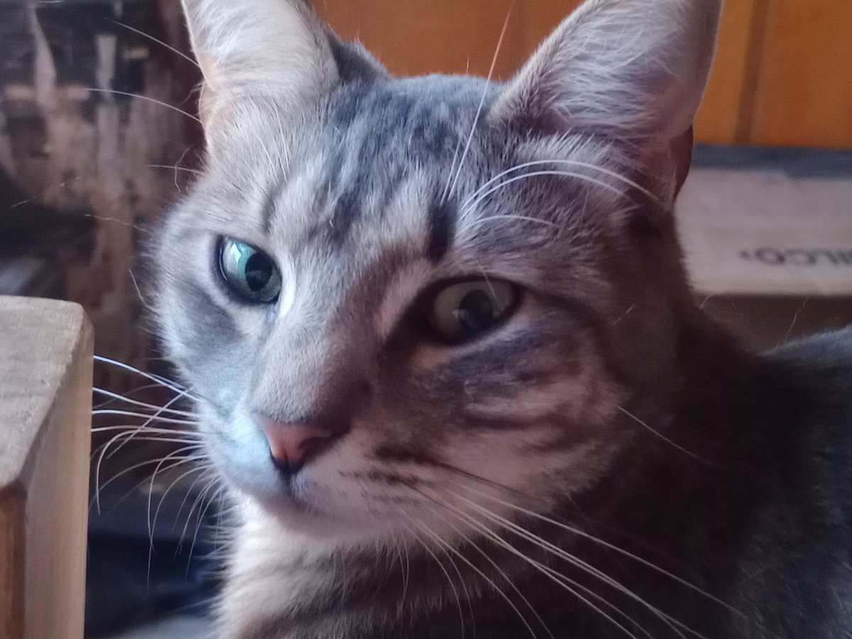 rocio_kyu's tweet photo. Oliver
Oliver Atún
Oli
Lolo
Lolito
Lolo Membrillo 
Membrillo https://t.co/d9rHKCuYoy