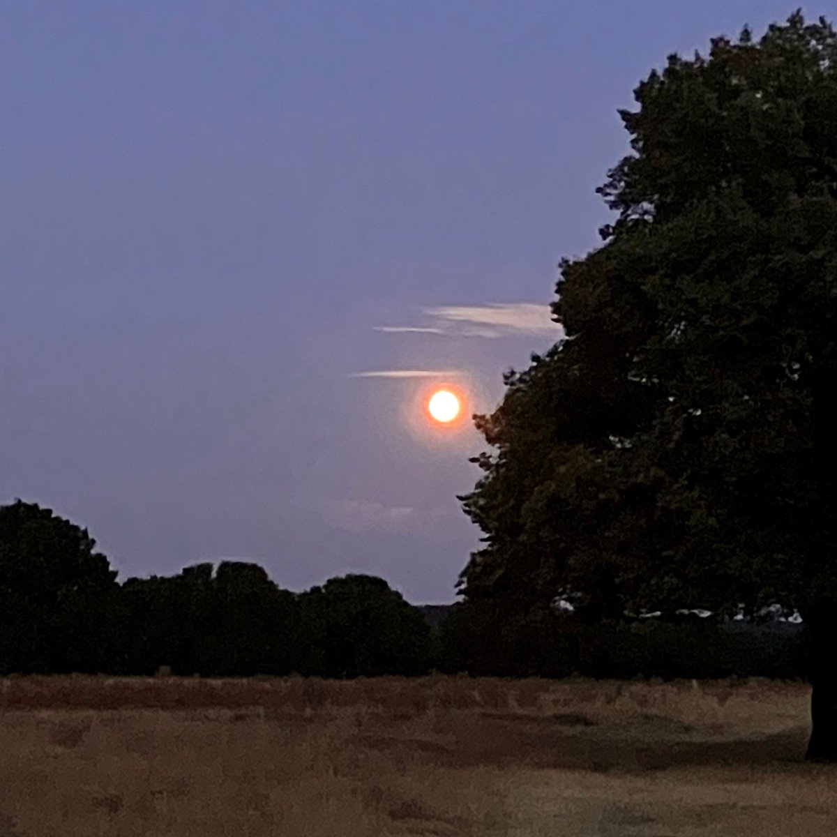 FRPTweets's tweet photo. Tonight’s #buckmoon in Richmond Park. The Buck Moon (also known as the Hay Moon) is the time of year when male deer have grown their new antlers- which the Park’s deer certainly have. The rut is just a few months away… https://t.co/5fYNFmJFdA