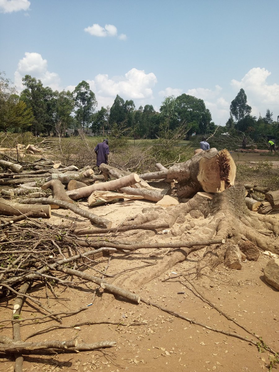 LydiaAsena's tweet photo. @SafaricomFDN financing infrustcture upgrade at Bugengi Comprehensive school in Busia and first order of business is cutting down decades old trees @Safaricom_Care @safaricomplc https://t.co/h22hnnFuJw