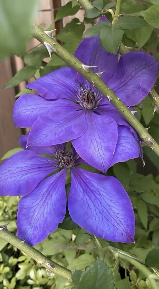christinedemar's tweet photo. #TuesdayBlue Maybe a bit more purple than blue but I’ve had trouble with my #Clematis this year mainly bc small animals like mice, voles & rabbits chew through the stems at the base of the plant or eat roots—which stops new stems from growing, preventing blooms to form #MyGarden https://t.co/pqcSjJuRSf