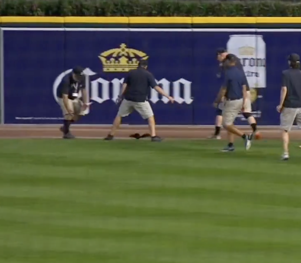 DeadlineDetroit's tweet photo. Deadline Detroit | Video: Detroit Tigers Lose 3rd in a Row. Highlight of the Game? A Loose Squirrel on the Field. https://t.co/Z1IXFPFjPQ https://t.co/GhLYOouuHq
