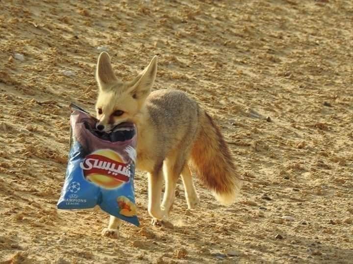 🍁 𝓣𝓱𝓮 𝓕𝓸𝔁 𝓛𝓲𝓯𝓮 🌾🦊 tweet media