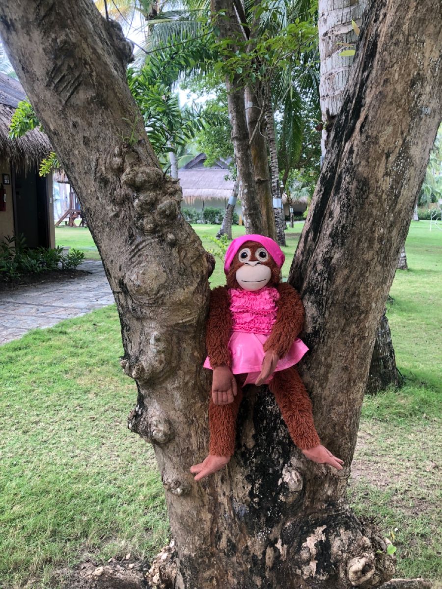 SporkLAD's tweet photo. #dailymonkey https://t.co/6huUK0P42u