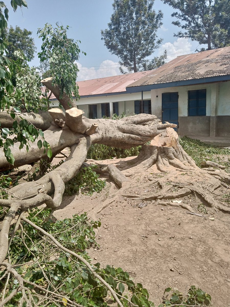 LydiaAsena's tweet photo. @SafaricomFDN financing infrustcture upgrade at Bugengi Comprehensive school in Busia and first order of business is cutting down decades old trees @Safaricom_Care @safaricomplc https://t.co/h22hnnFuJw