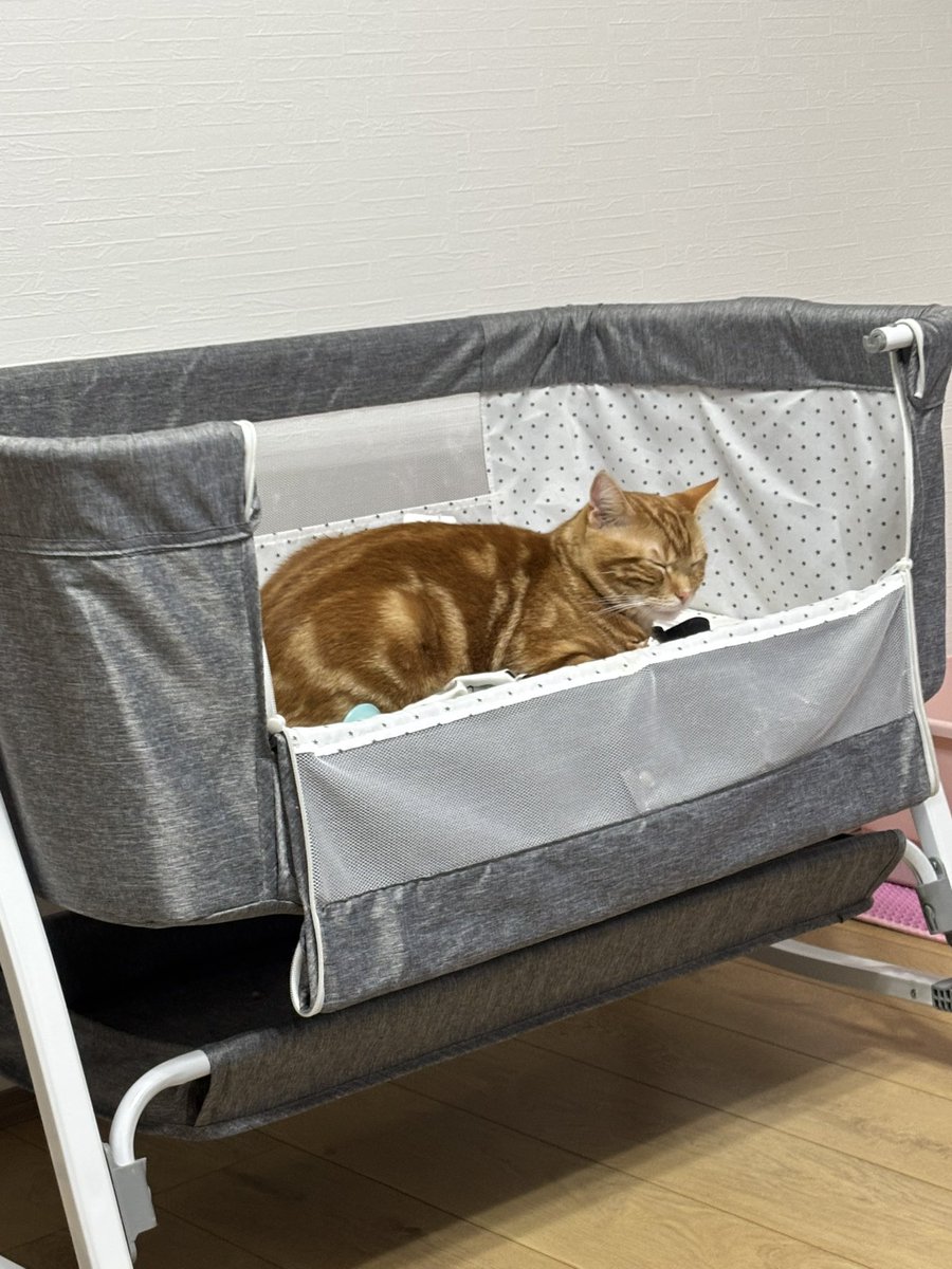 ZqT0I72s9z4952's tweet photo. 飼い猫が見つかりません。とても優しい子だけどビビりなのでどこかに隠れてると思い探しましたが見つからないまま夜を迎えてしまいました。どうか無事に帰ってくることを祈るばかりです。
いくら早く帰ってきてね。早く会いたい抱きしめてあげたいです。

#熊本地震
#八代市
#迷い猫
#保護猫 https://t.co/2Oz1sfK3Bz