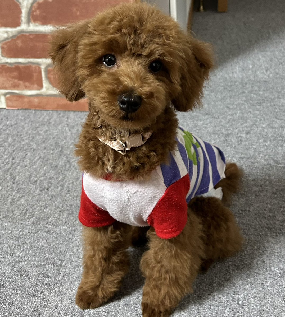 ryoka__bask0714's tweet photo. 迷子犬を探してます‼️
●名前：らん
●状況：地震発生と同時に窓の隙間から脱走
●犬の特徴：小型犬のトイプードルで写真の首輪をつけてます。
胸の辺りに1部白模様があります。
子犬（7ヶ月）で若干人見知りがありますが好奇心旺盛の子です。
‼️どんな情報でも構いません。見かけた連絡お願いします‼️ https://t.co/NEDJRNBcJb