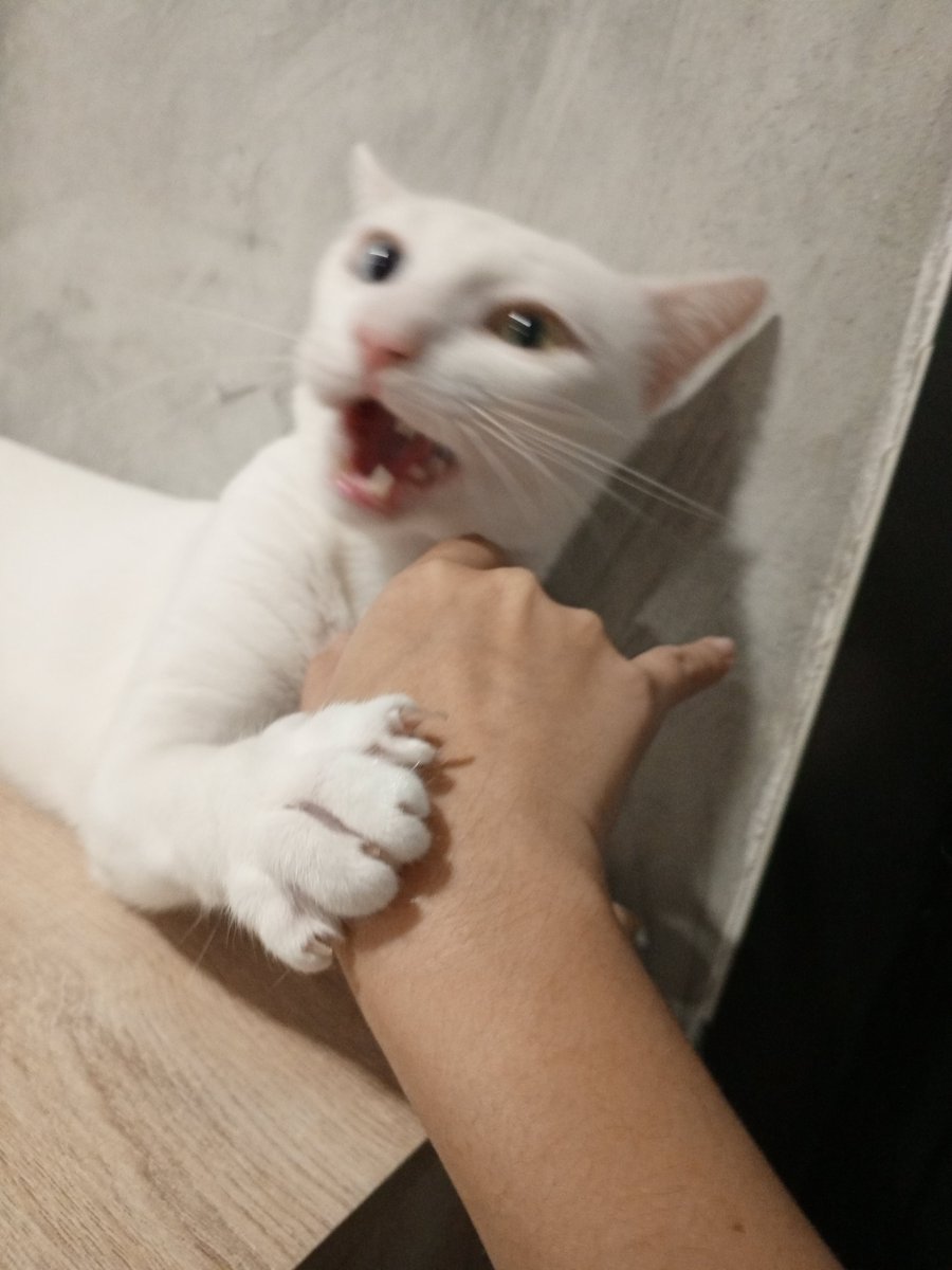 asurachandra's tweet photo. goofy cat https://t.co/zK9juiff2q