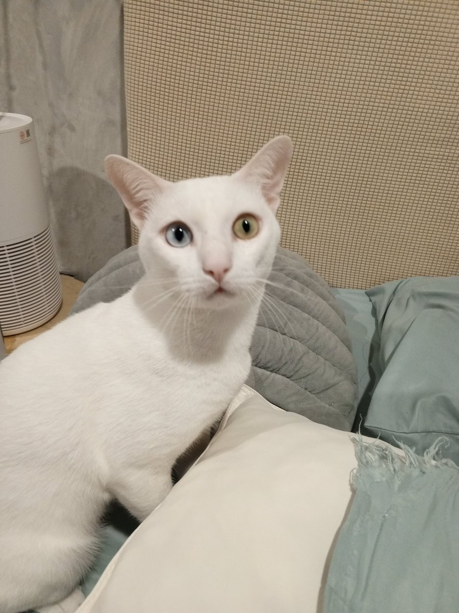 asurachandra's tweet photo. goofy cat https://t.co/zK9juiff2q