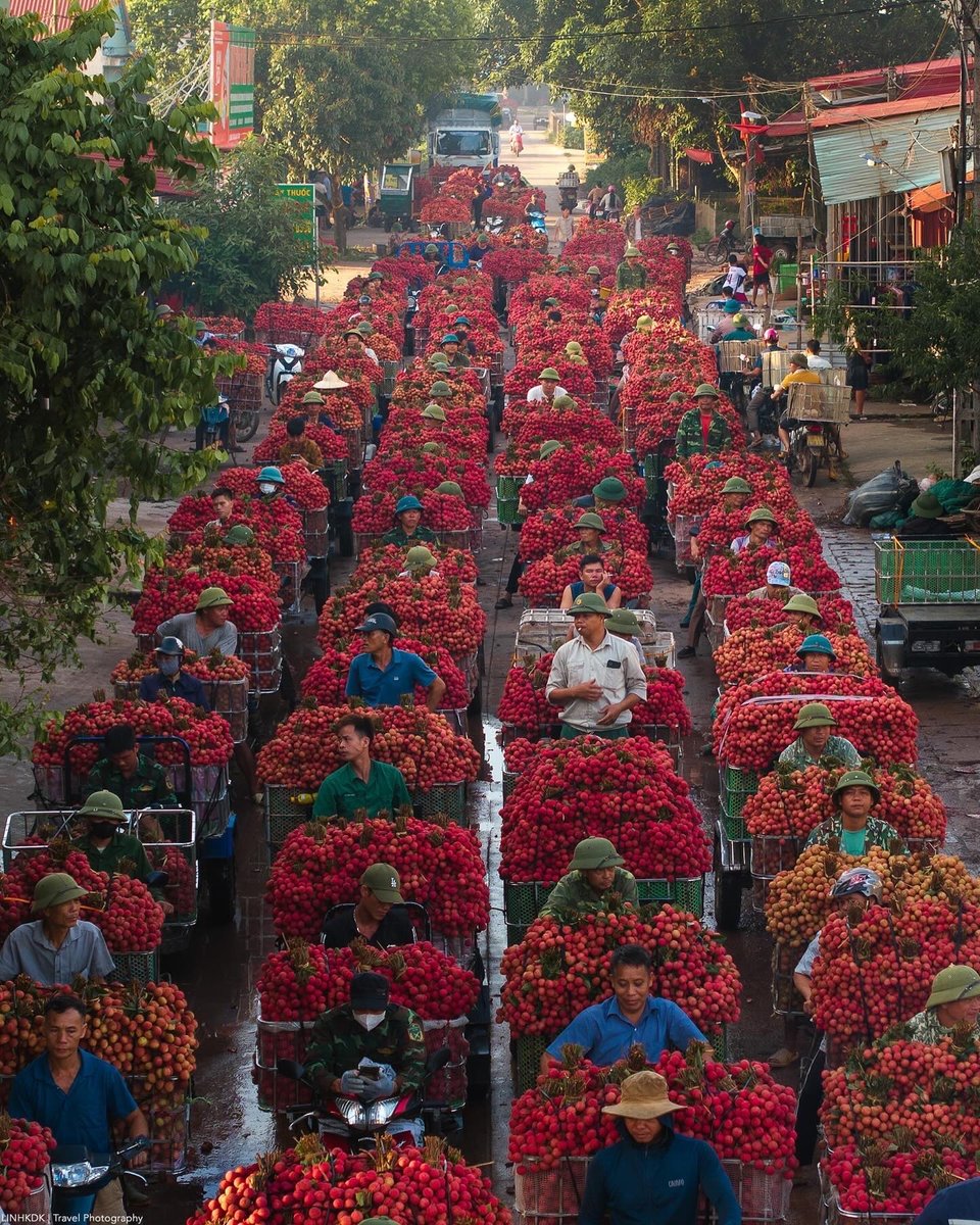 TasteAtlas's tweet photo. Lychee Season 🍒
📍 Luc Ngan, Bac Giang, Vietnam 🇻🇳

Taste Vietnam: https://t.co/TirFZ77Efq

Every year from late May through June, Luc Ngan transforms into a sea of vibrant red as the annual lychee harvest gets under way. Known for producing some of the sweetest, juiciest, and highest-quality fruit in Southeast Asia, this northern region is the heart of Vietnam's lychee production.

During peak season, local markets and roads overflow with fresh clusters of fruit packed into traditional woven baskets. The combination of ideal soil and climate gives Luc Ngan lychees their signature thin skin, small seed, and luscious, aromatic pulp.

Photo by: @linhkdk