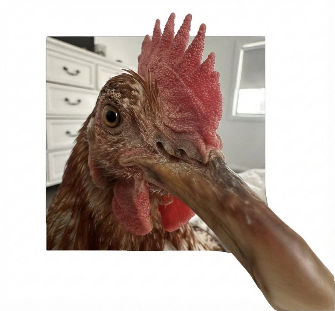 hypeshowcom's tweet photo. bende bilmiyorum ama acilen öğrenmeliyiz https://t.co/Det4FOvb72