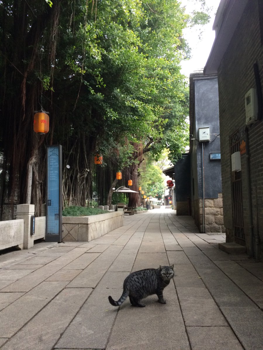 ddfgi37874776's tweet photo. Just chanced upon this sun-dappled alley corner—old bricks, a stray cat curled on a windowsill, and a quiet hum only the street knows https://t.co/oRLSmeXEnf