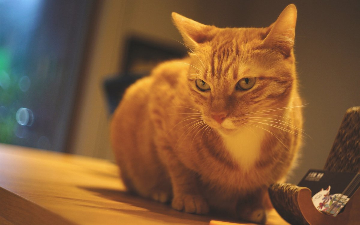 ParisDemmeipe's tweet photo. @阿明 刚才看到你朋友圈说猫粮吃完了又要加班，刚好我家多囤了一袋，下班顺路给你带过去，在公司等我呀～ https://t.co/TCFQw6oEuf