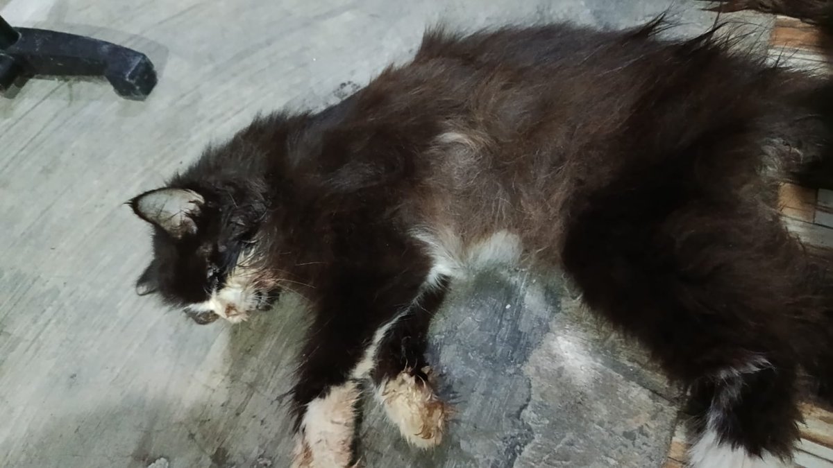 Kokojedring's tweet photo. 🥀🥀🥀Rest in peace my anabul, chika.
I am sorry :( aku sudah mengusahakan yg terbaik untuk menyembuhkan kamu chik😫 https://t.co/GA4bMxYohV