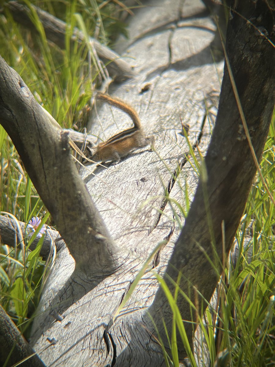 tinystork's tweet photo. Mary got me a digiscoping adaptor for my phone for my birthday and I immediately got to use it to take photos of little guys https://t.co/wlTQrvXaIM