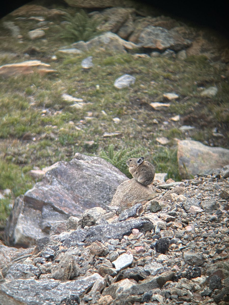 tinystork's tweet photo. Mary got me a digiscoping adaptor for my phone for my birthday and I immediately got to use it to take photos of little guys https://t.co/wlTQrvXaIM