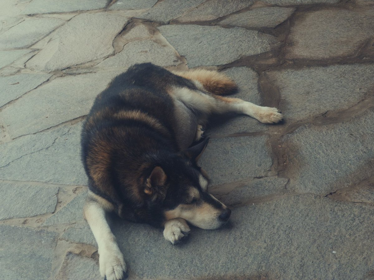 TheBatsyOne's tweet photo. My personal meaning from peace 
🐶Balduino IV https://t.co/YFMz7dSMBP