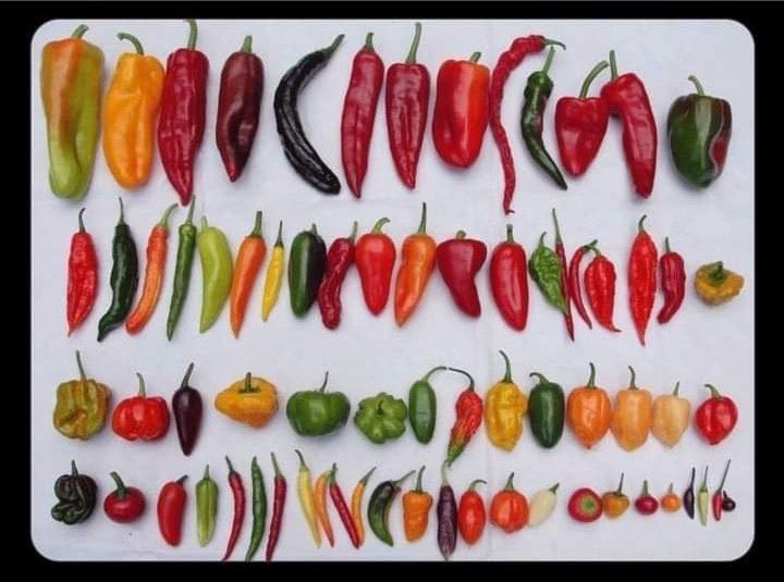 SoyGordoFeliz's tweet photo. Existen 54 variedades de chiles y ninguno te embona. https://t.co/kSwDKI0lg6