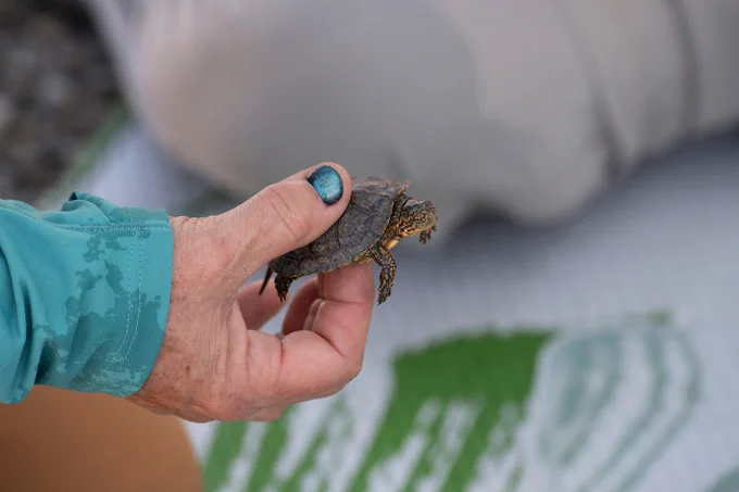 A Northwestern pond turtle is captured and monitored as part of the Northwestern pond turtle population monitoring program at the seeps surrounding Clifton Court Forebay in Contra Costa County.

