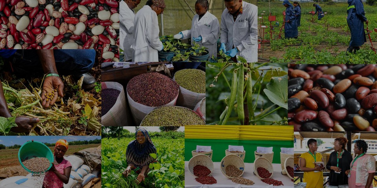 Alianza de Bioversity International y el CIAT tweet media
