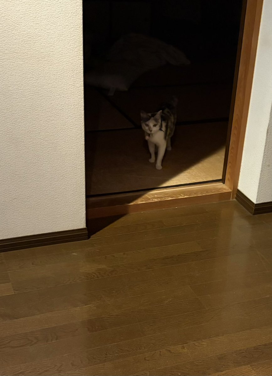 yuz0014's tweet photo. お嬢いました😭😭catlogが歩いたの検知してたから探したらいた😭😭ご心配おかけしました！！！あとcatlogほんとうにありがとう近くにいるってわかるだけでほんとに安心できた😭😭😭 https://t.co/ouk3QQrRmS