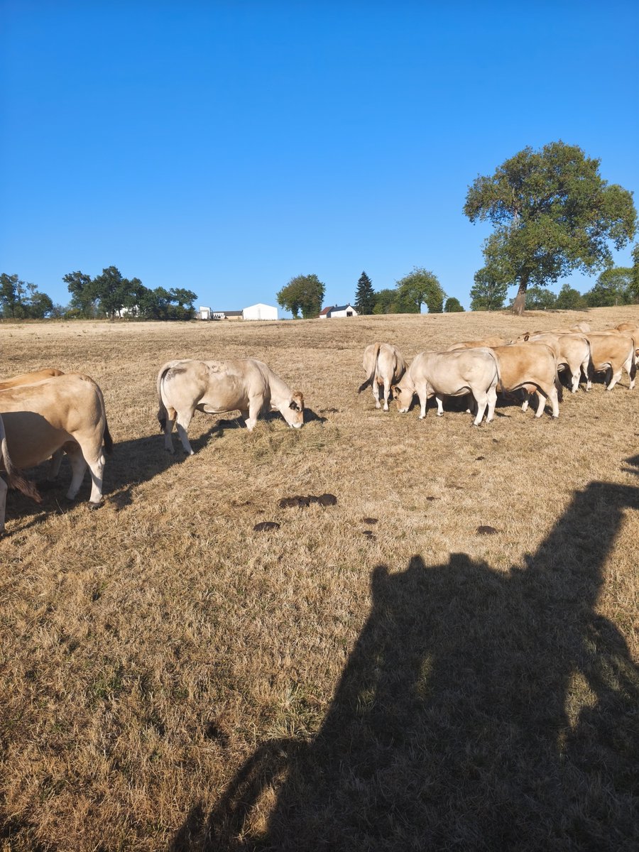 agric15's tweet photo. Priez pour l élevage français qu'il pleuve rapidement sinon beaucoup d entre nous vont disparaitre 
Les prairoes sont griées depuis longtemps il faut acheter du foin c'est déprimant https://t.co/cb3RMHsP9K