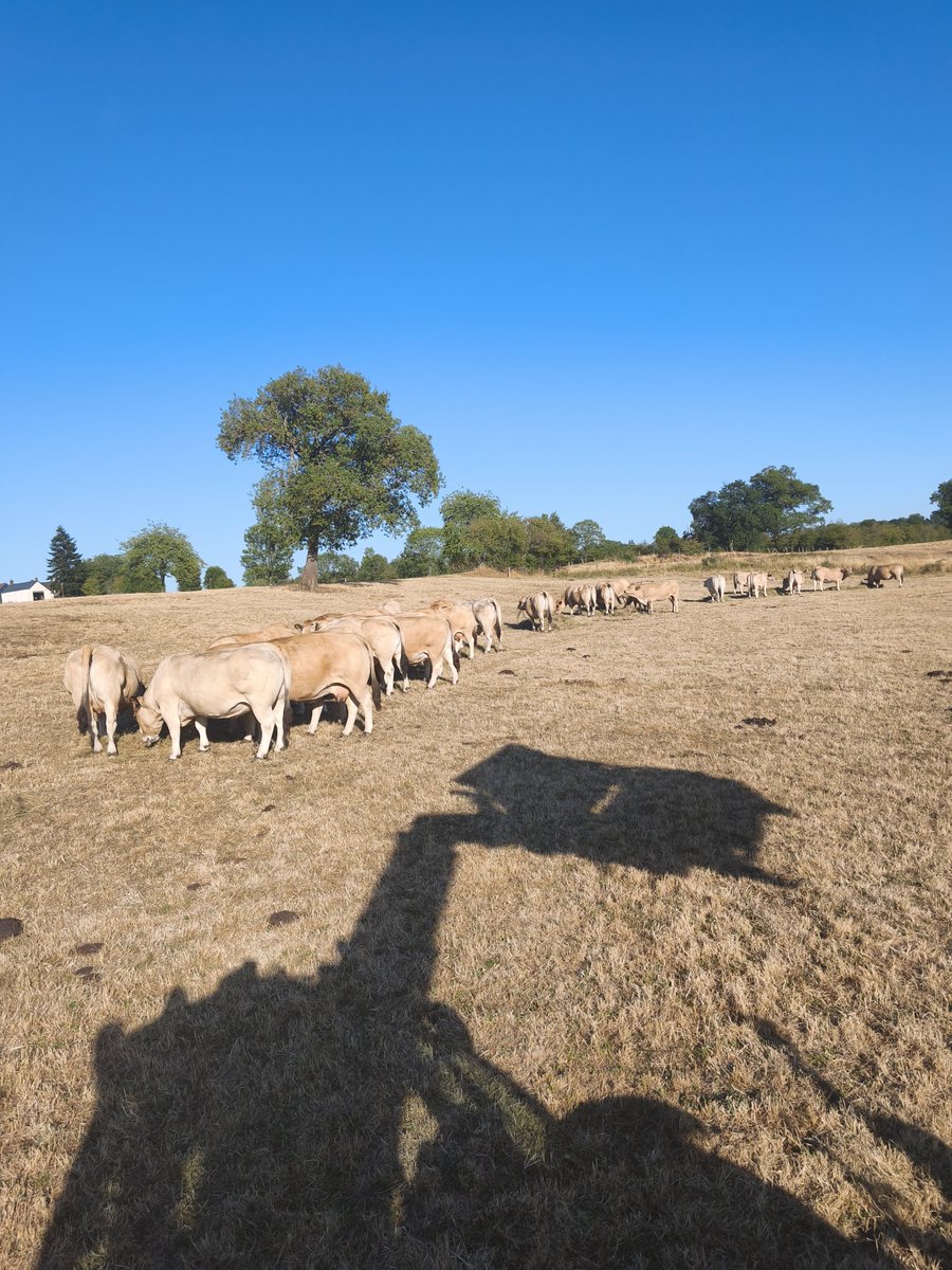 agric15's tweet photo. Priez pour l élevage français qu'il pleuve rapidement sinon beaucoup d entre nous vont disparaitre 
Les prairoes sont griées depuis longtemps il faut acheter du foin c'est déprimant https://t.co/cb3RMHsP9K