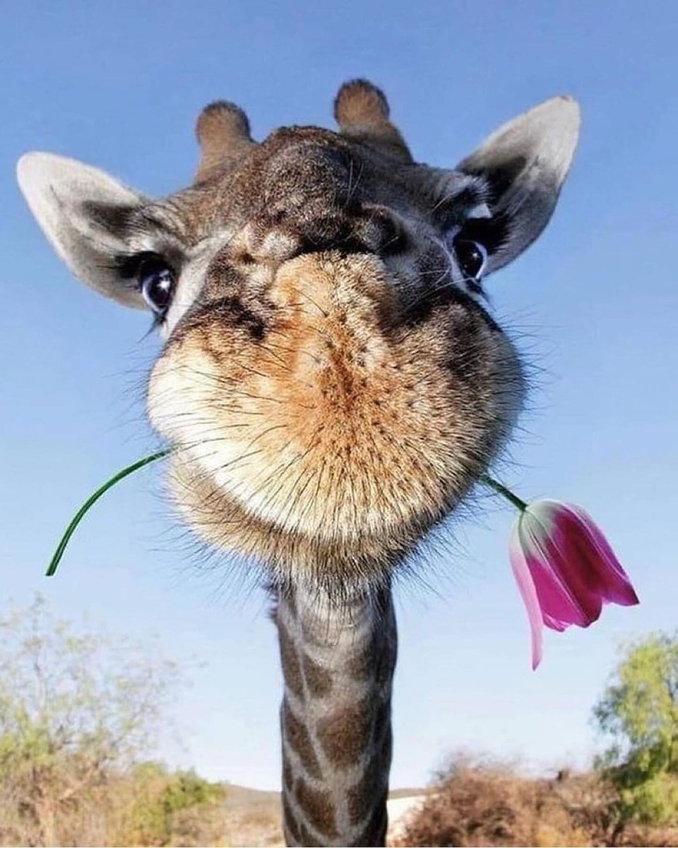 Serotonin_Dose's tweet photo. Just hanging around. 🦒🌷 https://t.co/ggN6zab4Oj