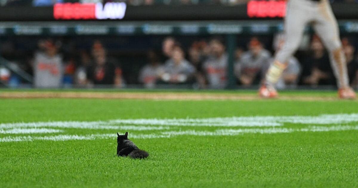 wsbtv's tweet photo. Orioles, Tigers and squirrel? Game interrupted by wild squirrel https://t.co/10JkwVpMyq https://t.co/BVTxANjStn