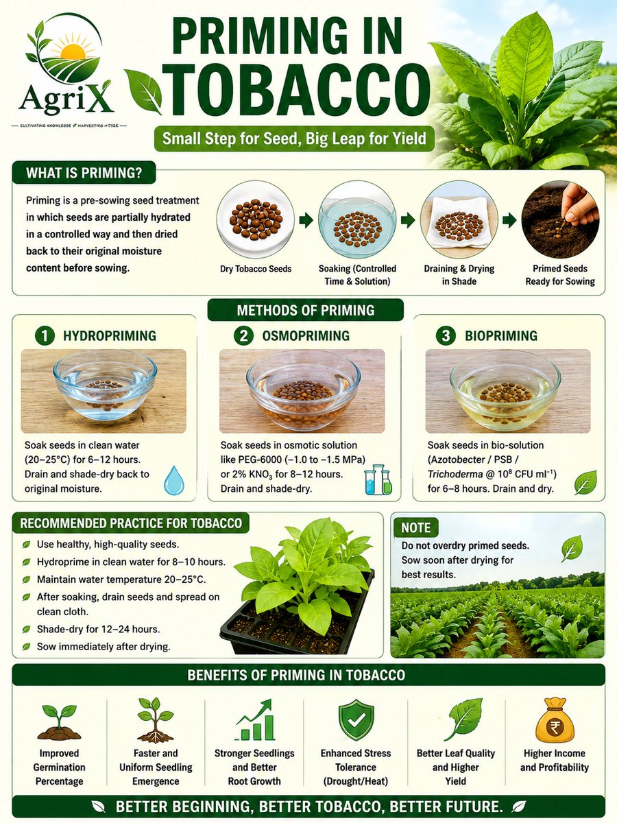 agrix2026's tweet photo. Priming is an important cultural practice in flue-cured Virginia (FCV) tobacco and other tobacco types where high-quality cured leaves are desired.
#Tobacco #Priming #TobaccoFarming #Agronomy #CropManagement #LeafHarvesting #FCVTobacco https://t.co/XIbqDYD1Oj