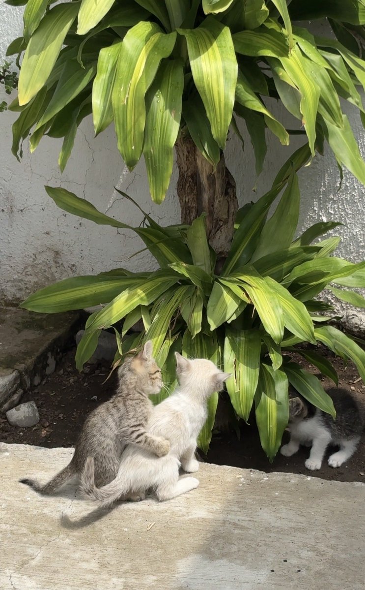 mindofz's tweet photo. ellos reconectando con la naturaleza y así https://t.co/ylKmwHQ0u3