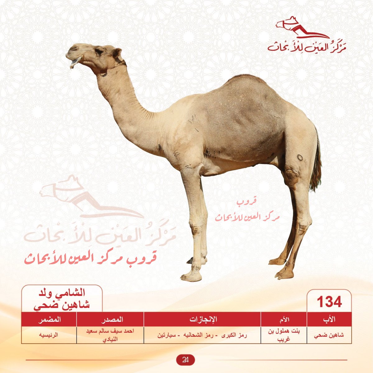 ALAIN_R_C's tweet photo. #سباقات_موسم_الطائف 2026
أشواط السباق الثاني

🐪 دمعه            
▫️علي عبدالله المري
🏁 الشوط 21: مفاريد بكار عام.
⏱️ 3:10.558
🎥 https://t.co/NzMTcl02tg

الأب:- الشامي ولد شاهين ضحي بعير مركز العين للأبحاث/ المختبـر https://t.co/S9wAMb34bR