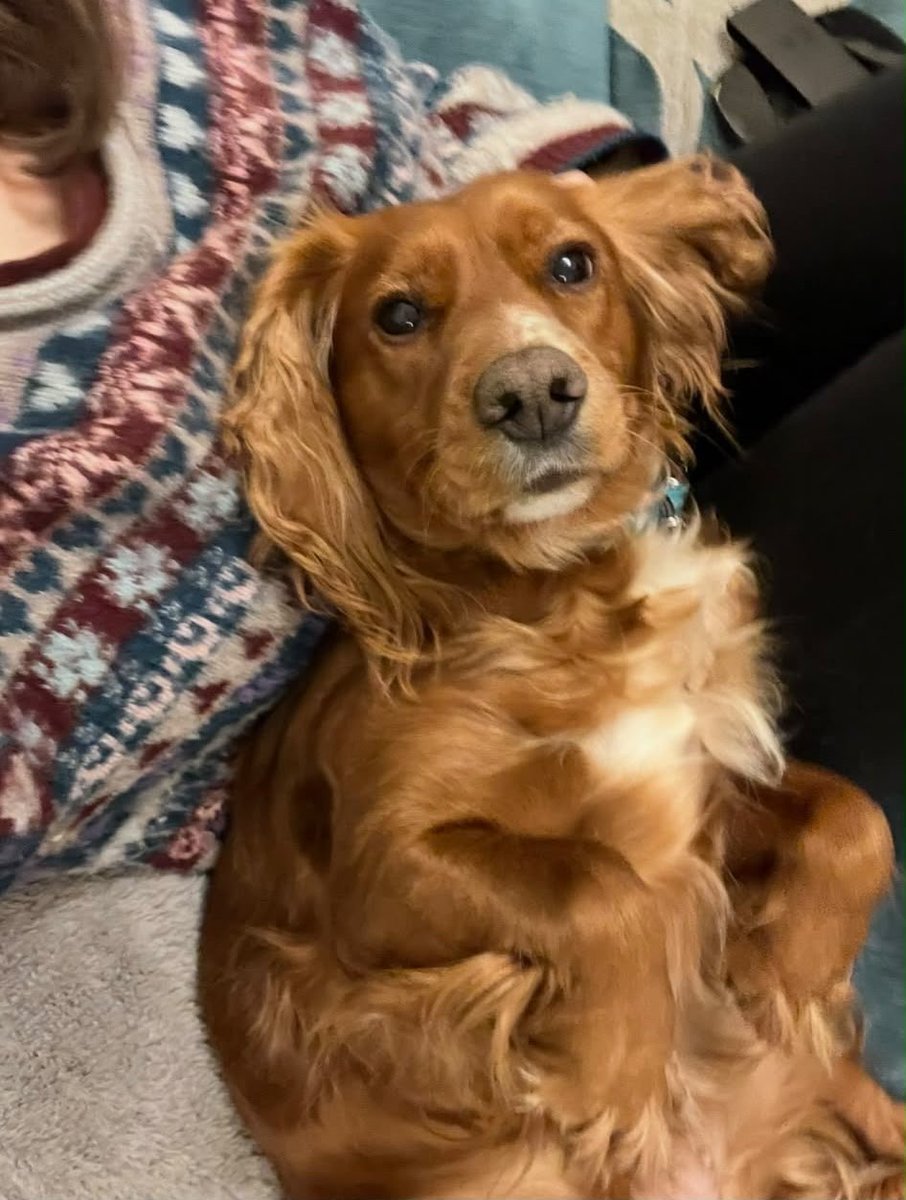 millypod1's tweet photo. 🆘27 JULY 2026 #Lost Kokko (Coco) #ScanMe
Cocker Spaniel Female PLEASE SHARE
#Redhill #Surrey #RH1
Likely disorientated as lost and 25 miles from home. Lost by owners mums dog walker. Wearing navy blue corded collar with mums details on it
https://t.co/OAYaouy8Rr https://t.co/bFHos5CgeP