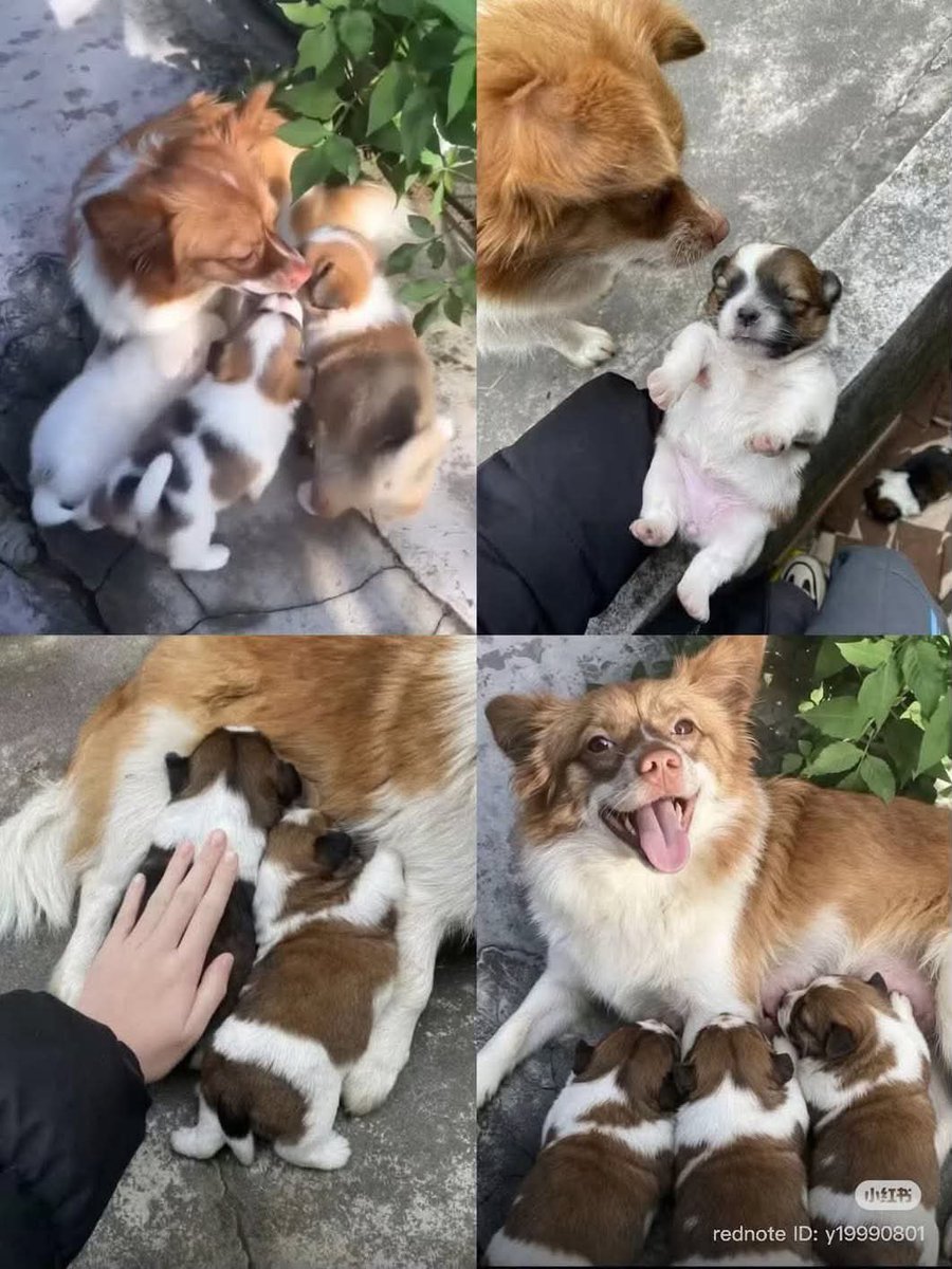 GailBow90094610's tweet photo. 💔Wang Wang &amp; her pups story has only just come to my attention but they are all I can think about now😭 this sweet, gentle little girl &amp; her beautiful pups suffered immensely at the cruel hands of those monsters🤬 I know there are evil animal abusing bastards in every Country... https://t.co/CSxW0aEi5M
