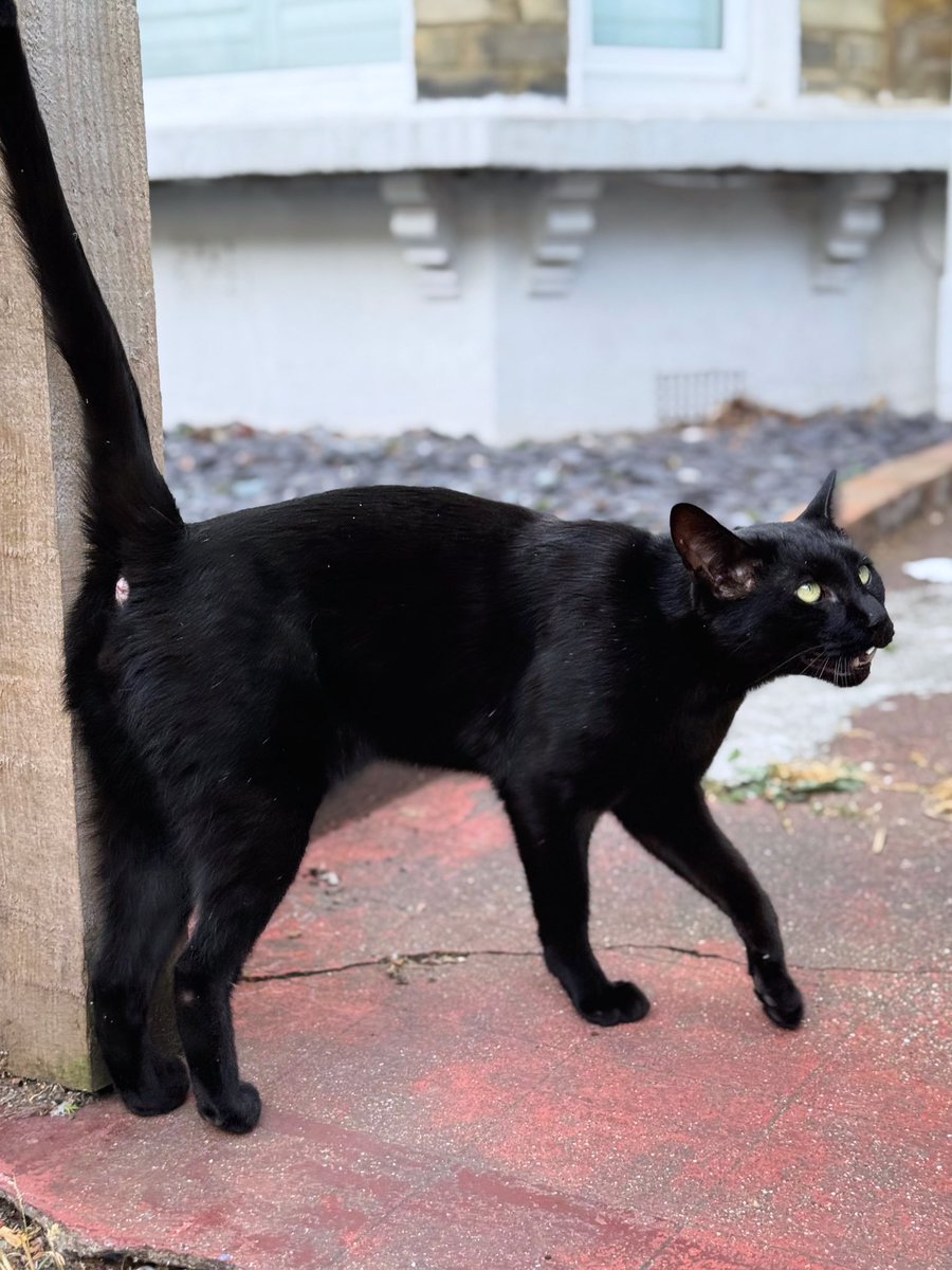 enigmaticalcat's tweet photo. この夏4回目の熱波で明日は33℃。今日は30℃に届かずとも暑い。Odin以上に黒豹のご近所猫ちゃん。近くで会ったのは初めてだけどニャーンとすり寄ってきた。そっくりな服装の他人。黒のワンピースに赤/ピンクのスニーカーって流行りなのかな。#streetphotography #London #iPhone15Pro https://t.co/2mnju8Lu2B