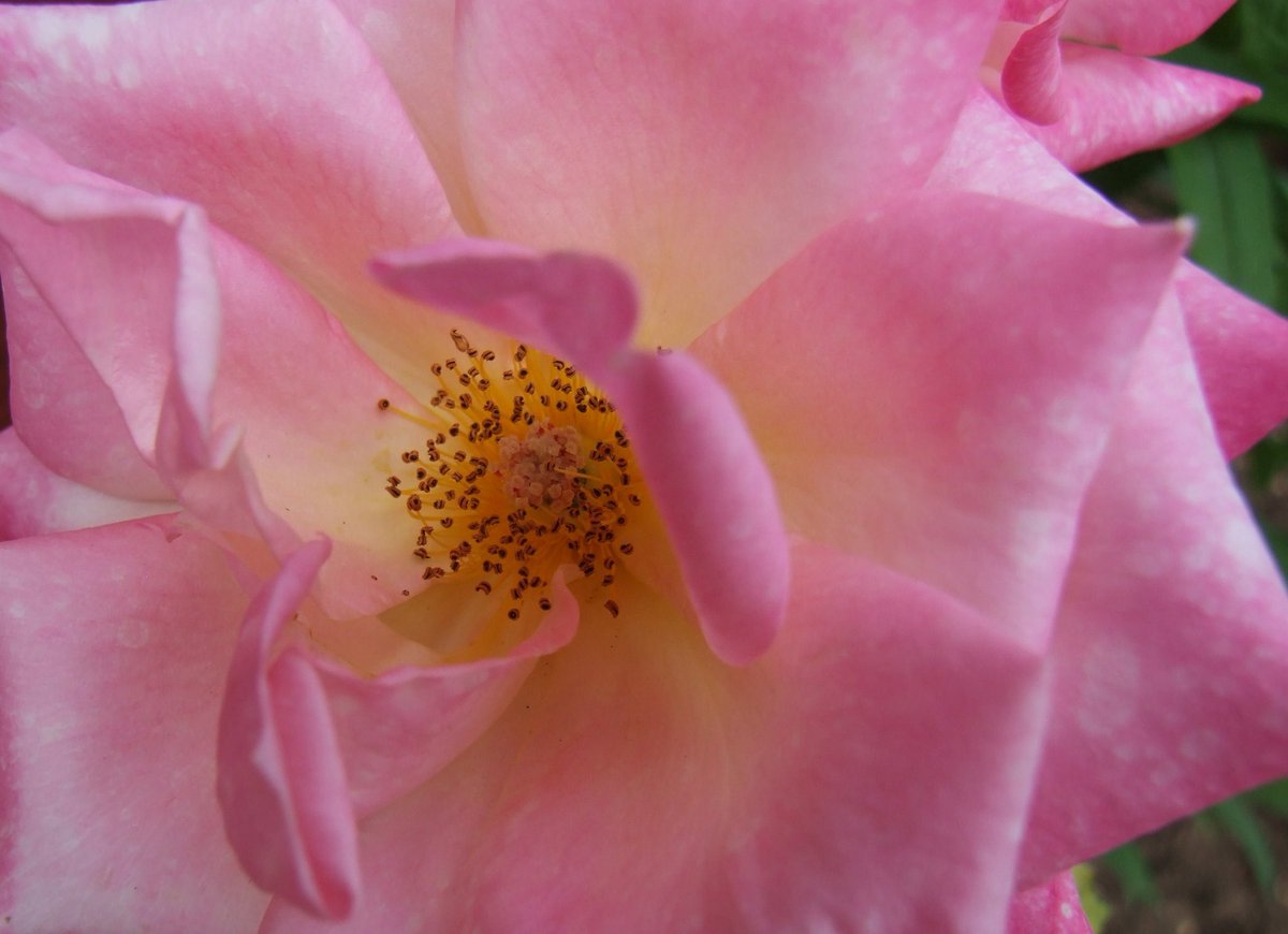 DebbieJayephoto's tweet photo. My Entry for Grey Cube Gallery – Floral
Floreale
Photography by Debbie Jaye Photography
#floral #photography #nature #rose #leaves #photos #lovephotos #Summer #lovesummer #Autumn #loveautumn https://t.co/oFEPV8PrGI