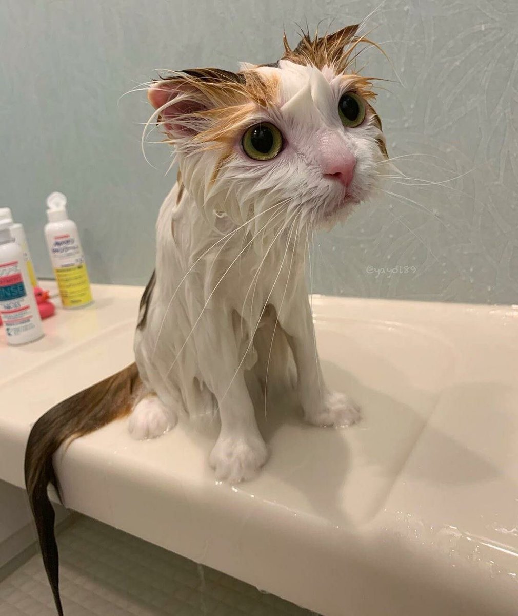 kittenpaddy's tweet photo. https://t.co/OFSsI9Dems