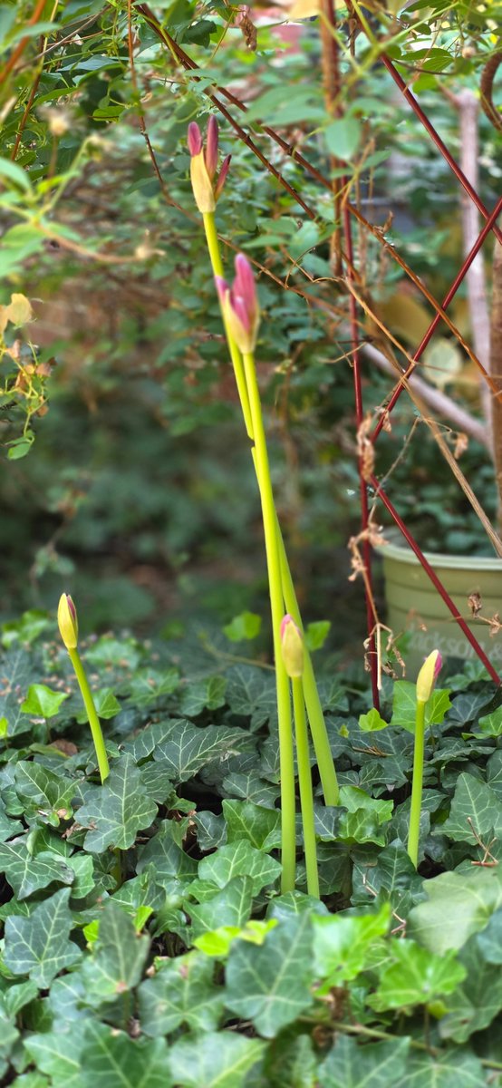 UNLScottEvans's tweet photo. Surprise lilies (Lycoris squamigera), the harbinger of fall, have started to emerge. #NebExt https://t.co/JFuptsL0c7