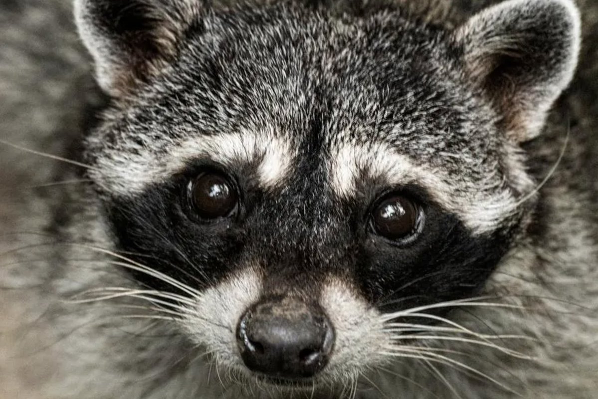 Forbes's tweet photo. Who Is ‘Jimothy’? The Viral, Round Raccoon, Explained https://t.co/XD0Nu4dmC6
Photo: Getty Images https://t.co/1btIT2Vi5U