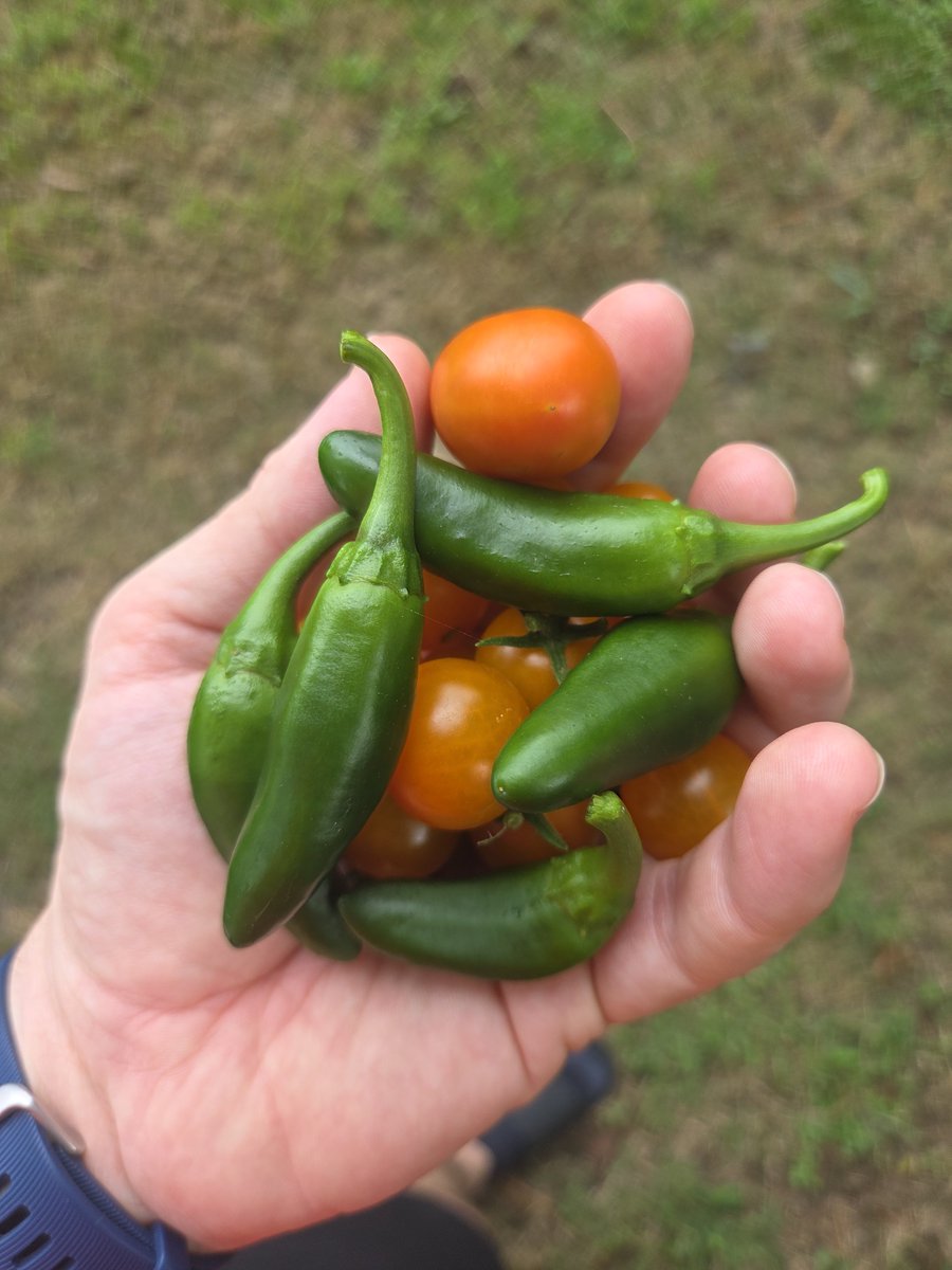 CptPimpSnuggles's tweet photo. Garden is starting to provide! https://t.co/RuYXjQMuSI