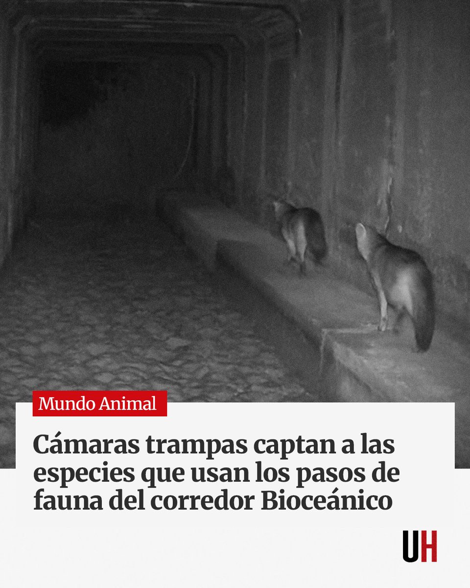 UltimaHoracom's tweet photo. Cámaras trampa del MOPC y de WWF Paraguay capturaron momentos asombrosos, a través de las cámaras trampas, de distintas especies utilizando los pasos de fauna construidos para la protección de ellos en la Ruta Bioceánica.

https://t.co/0cogLc48Ve https://t.co/6AaW1aAOSZ