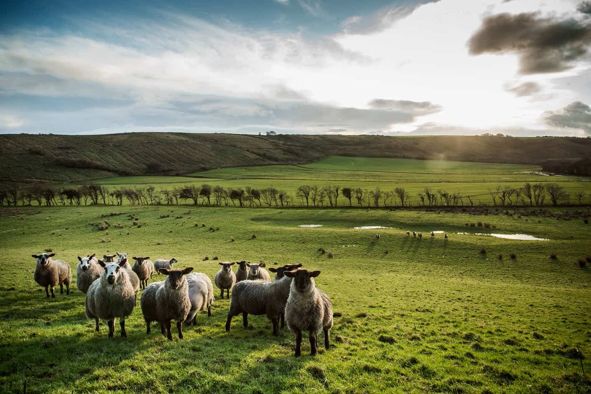 SamaHoole's tweet photo. How the British government has protected our sheep

For a thousand years the sheep built Britain. It made the wool that made the money that built the cathedrals. Here is how we have chosen to protect it lately.

- We let the price of its wool fall below the cost of shearing it, so the fleece that once paid the rent now gets burned in the yard because burning it is cheaper than selling it.

- We let its other great product, mutton, be forgotten entirely, until a grown animal that once fed the nation became something no supermarket will stock and most butchers no longer sell.

- We recast the animal itself as the villain. The influential environmental argument of the last decade calls sheep a white plague and woolly maggots, and the hills they graze sheepwrecked, a nuclear winter, a desert.

- We started paying farmers to take them off. Public money that once kept sheep on the hills is being redirected to remove them, plant trees where they grazed, and rewild the ground from under them.

- We blamed them for the floods, on the theory that the grazing high in the hills drowns the towns below, while the flock in Wales quietly shrank by nearly a million head in a decade.

- We shut out the shearers who keep the survivors shorn, and slapped testing on the ones crossing a line on a map, for a disease carried by a midge that does not read maps.

Look at the shape of it.

Every single one of these was sold as progress or as protecting something. Cheaper clothes, a wilder landscape, a greener country, a kindness to the animal. And the sum of them is a country that has spent a decade making it pointless to keep a sheep, worthless to shear it, unfashionable to eat it, and now shameful to graze it at all.

The sheep did not change. It still turns rain and rough grass, ground that grows nothing else, into meat, milk, wool and a landscape people drive for hours to look at. It is the same animal it was when it made this island rich.

We just decided, quietly and without ever quite saying so, that we would rather not have it.

Ask what replaces it on those hills, and who profits from the swap, because it will not be the shepherd and it will not be you.