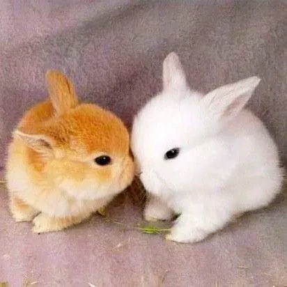 Bunnies's tweet photo. https://t.co/o9zZPTnpAO