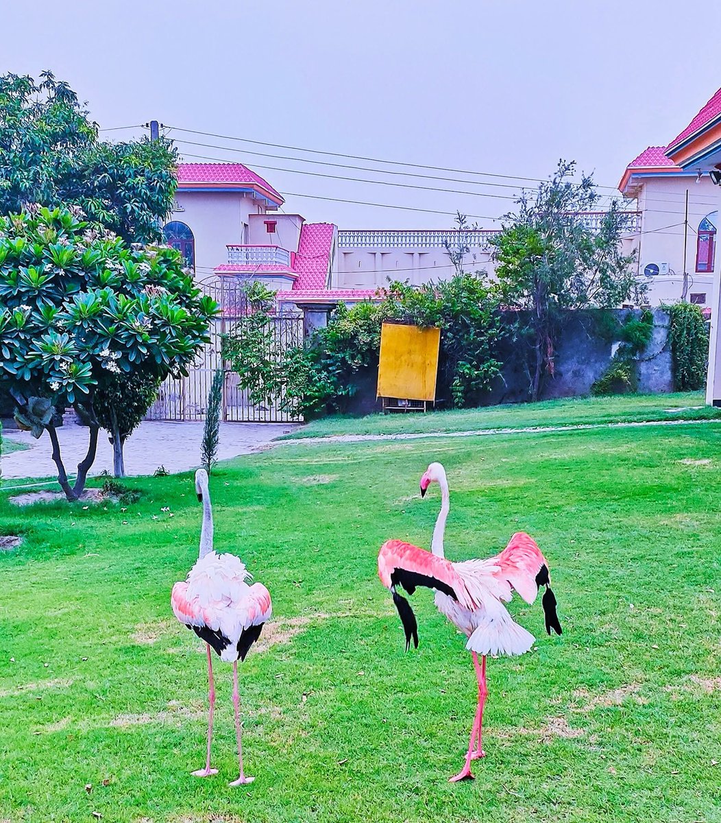 NATUREVIBESPK's tweet photo. #flamingos https://t.co/EDEnlIeqP3