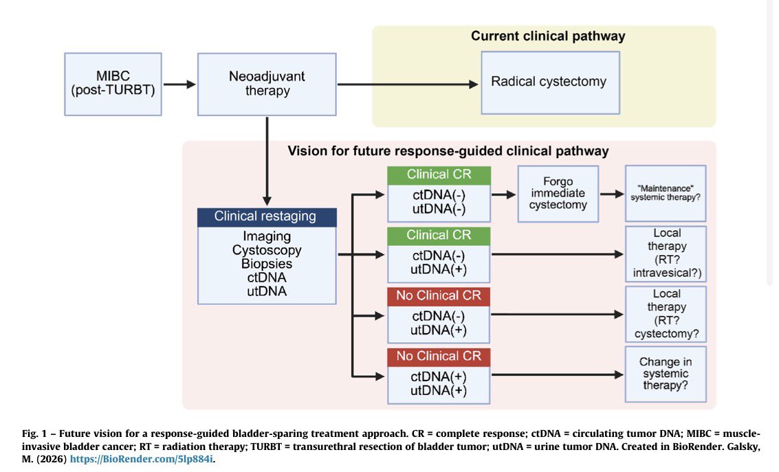 scocmem's tweet photo. 📌Response-guided bladder preservation in #MIBC

Standardised cCR (TURBT biopsies + urine cytology + imaging) as a robust composite biomarker to guide these strategies.

Prospective trials (EV-309, NEO-BLAST) will be crucial.

@OncoAlert @EUplatinum 

 https://t.co/qv8w6KdJ7x https://t.co/R9WackbOLF