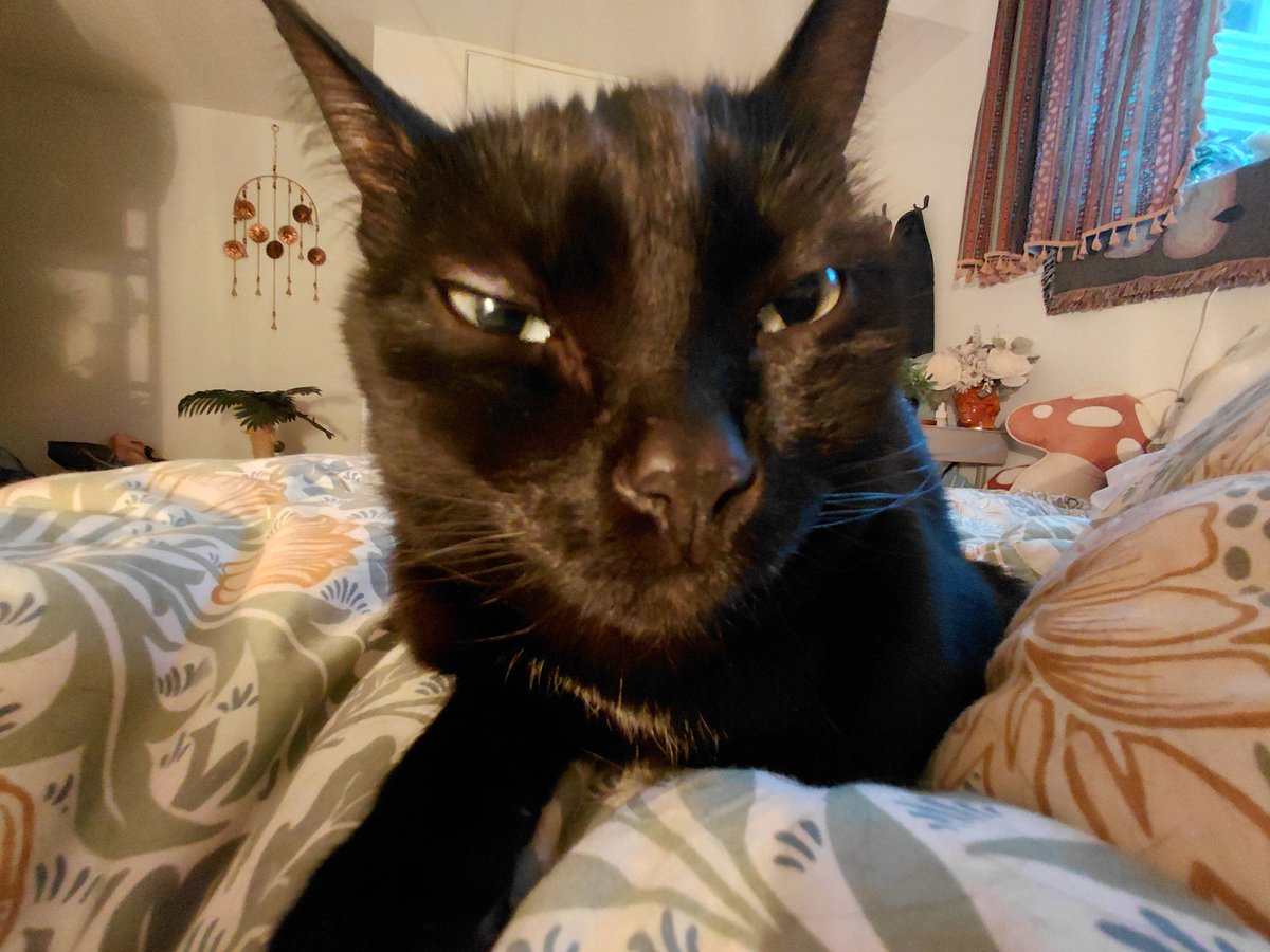 rsluggg's tweet photo. @OtraEmpanada My cat Jiji is called basically any word that begins with a J or G. 
Top names:
Gigatron
Gumbo
Jeepers
Jojo
Goop https://t.co/NziHWqpSCu