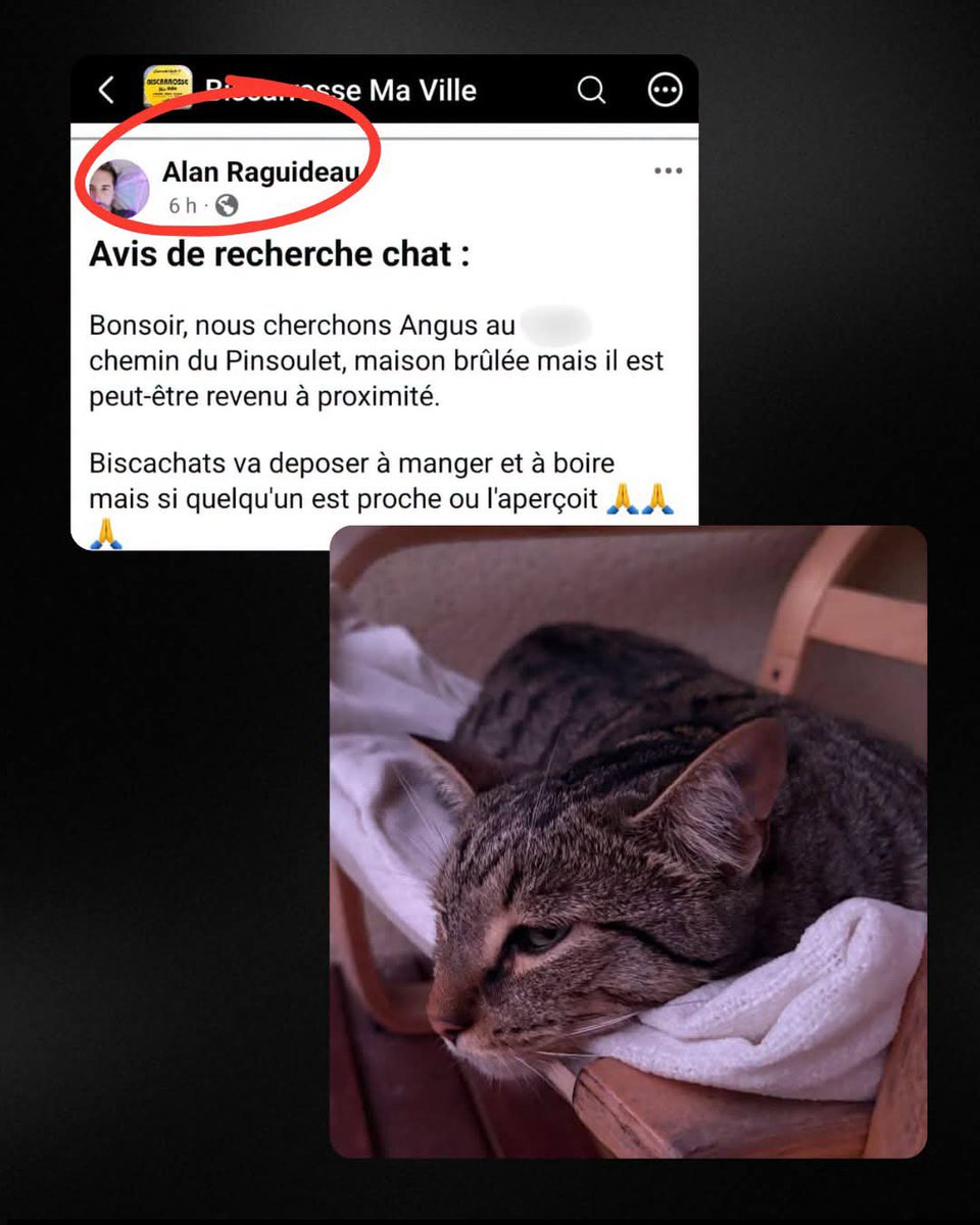 AdeaClaude's tweet photo. Ils sont des dizaines à disparaître ces derniers jours ! Relayez cette publication un maximum🙏
Merci de contacter directement les adoptants via leur Facebook ou leurs coordonnées si elles sont mentionnées ⚠️

#incendie #chatperdu #gironde https://t.co/PUZyddOdSA
