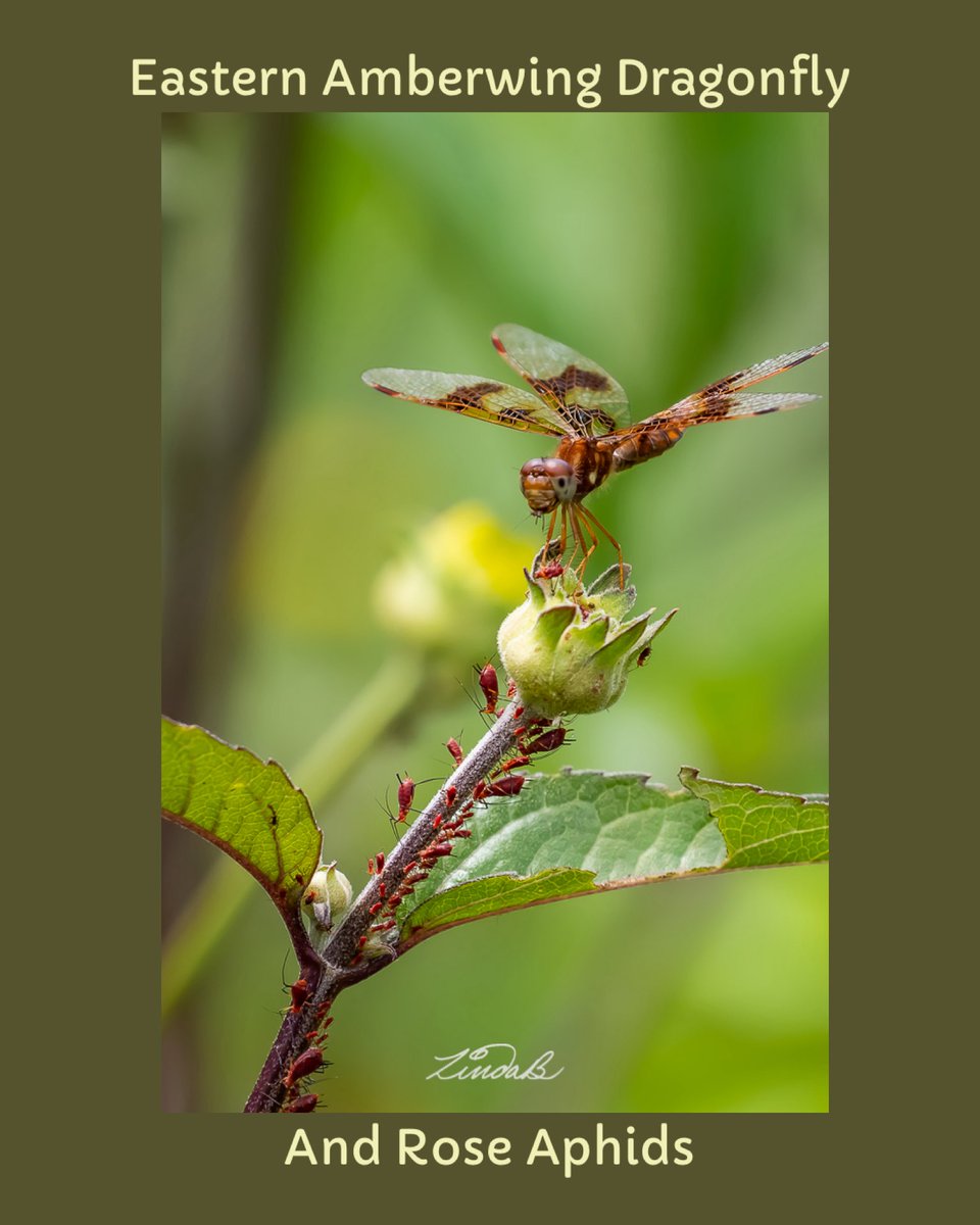 LSBofEBB's tweet photo. Happy Tuesday! Image previously taken in #massachusetts .  I didn't even notice the aphids when I took this. 
#dragonfly #insects #BeautyInEveryBit #photographer #lookclosely https://t.co/Us41mGxe1V