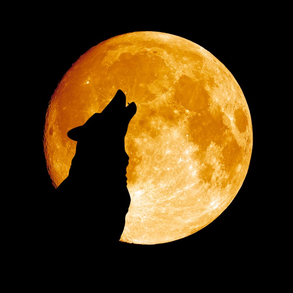 qrq42spyb6's tweet photo. 🐺🌕 As the 29th approaches, let’s take a minute to just… breathe.

We don’t know what’s going to happen. We don’t know if anything is going to happen.

So please, pack: balance your expectations. 🤍

The last few days have brought us so much positivity, renewed energy and love for Valko. Hold onto that. Don’t let another day of silence—should that be what we get—erase everything we’ve built together.

If there’s news, we’ll face it together.
If there isn’t, we keep going.

Our goal hasn’t changed: we keep peacefully advocating until our wolf is actually back in the game. 🐺

And there IS something you can definitely look forward to:

🌕 THE GLOBAL FULL MOON RELAY. 🌕

When the full moon reaches your part of the world, take a picture of it together with a handwritten sign saying:

#BringValkoBack

Then share it across every platform available to you. X, XHS, Weibo, Instagram, TikTok—wherever you participate.

Different countries. Different time zones. One moon. One pack. One message. 🌍🌕🐺

Whatever tomorrow brings, let’s protect the good mood we’ve created and keep showing our little wolf how brightly his pack can shine.

#ValkoIsLoved #ValkoIsValuable #BringValkoBack
